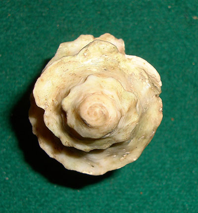 Babelomurex cariniferus